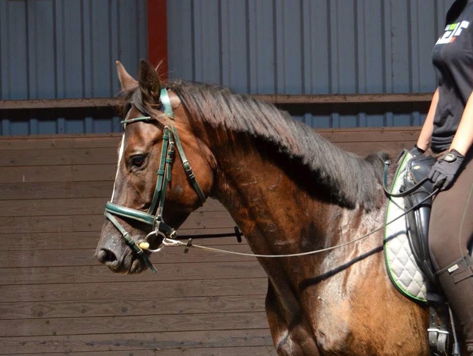 Trakehner Donauadler (Dicaprio) - Sommer 2015 - Næsten 2 måneder efter jeg fik ham. billede 20