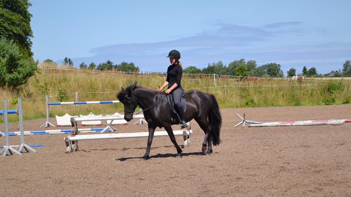 Islænder Aska fra Kringlan  - Skridt - Juli 2015 billede 22