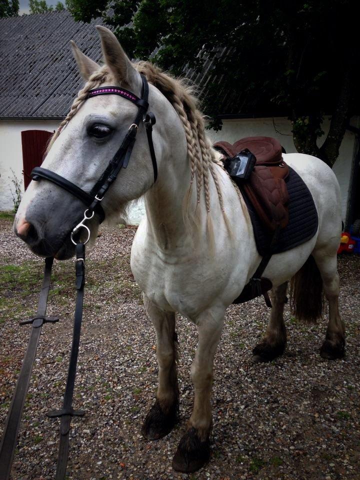 Irish Cob Tøsen *himmelhest* billede 5