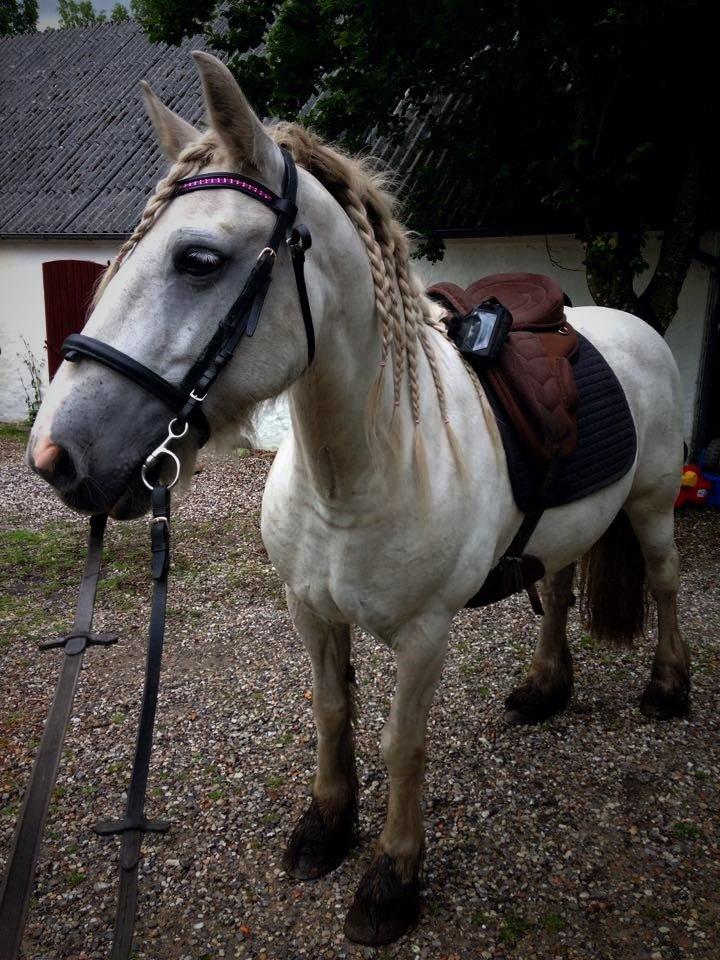 Irish Cob Tøsen billede 5