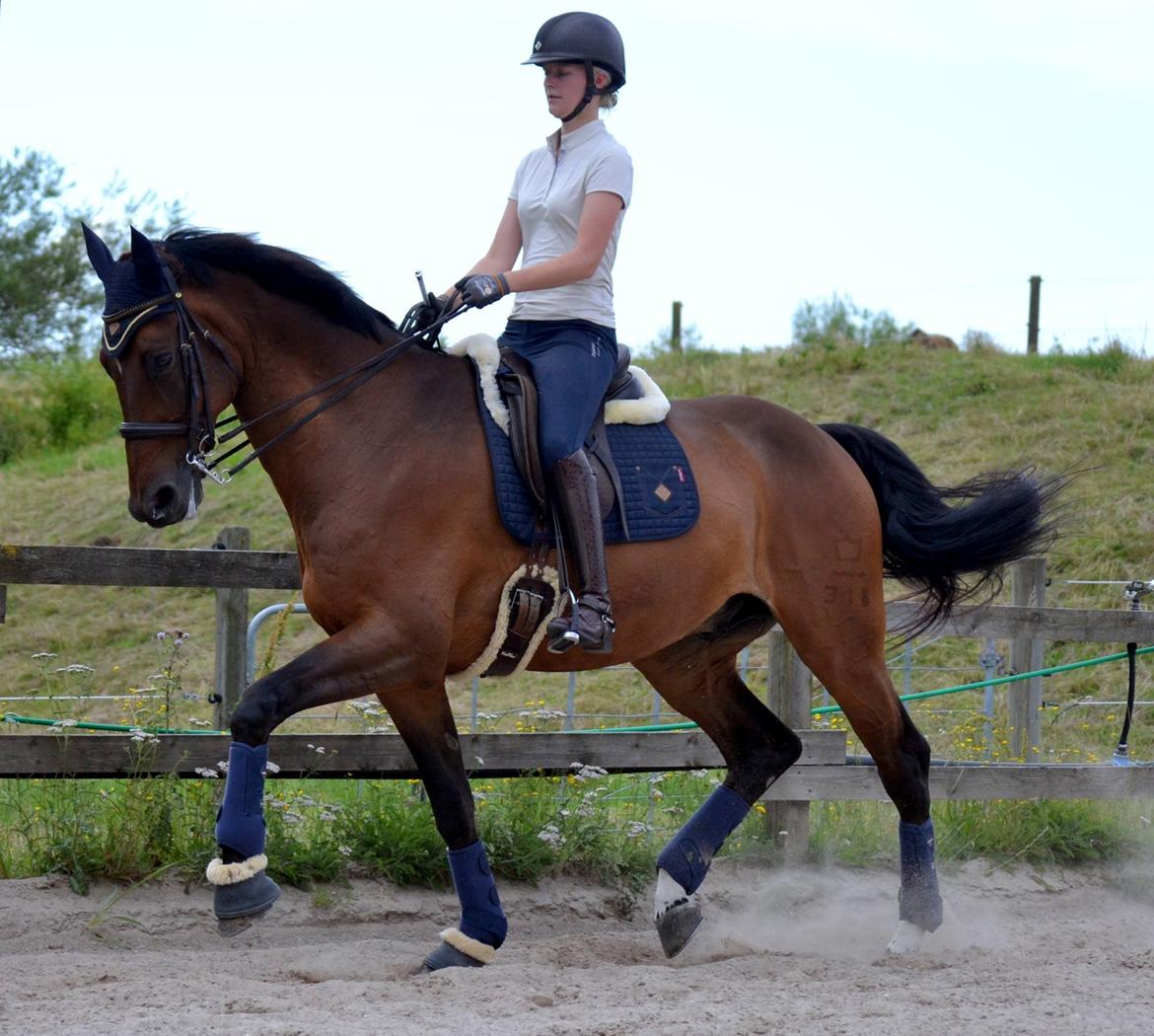 Dansk Varmblod Jako's Barabas - Juli 2015 billede 1