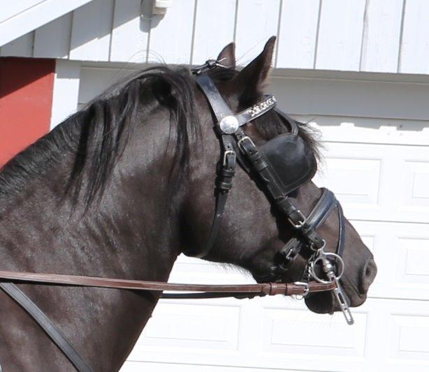 Koldblodstraver Holt Sjur (tidligere hest) - Taget den 5/8-2015. Fik ham hjem den 3/8. Hans første tur for vogn i 4 år. billede 2