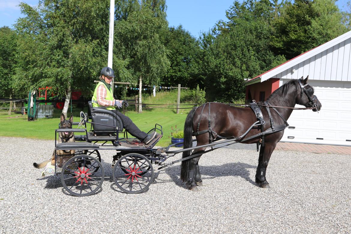 Koldblodstraver Holt Sjur (tidligere hest) - Taget den 5/8-2015. Fik ham hjem den 3/8. Hans første tur for vogn i 4 år. billede 1