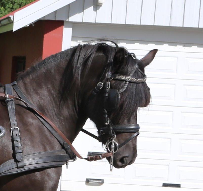 Koldblodstraver Holt Sjur (tidligere hest) - Taget den 5/8-2015. Fik ham hjem den 3/8. Hans første tur for vogn i 4 år. billede 4