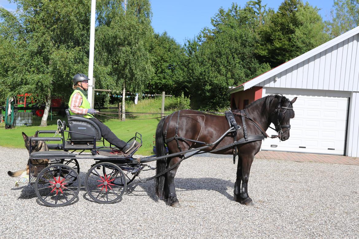 Koldblodstraver Holt Sjur (tidligere hest) - Taget den 5/8-2015. Fik ham hjem den 3/8. Hans første tur for vogn i 4 år. billede 3