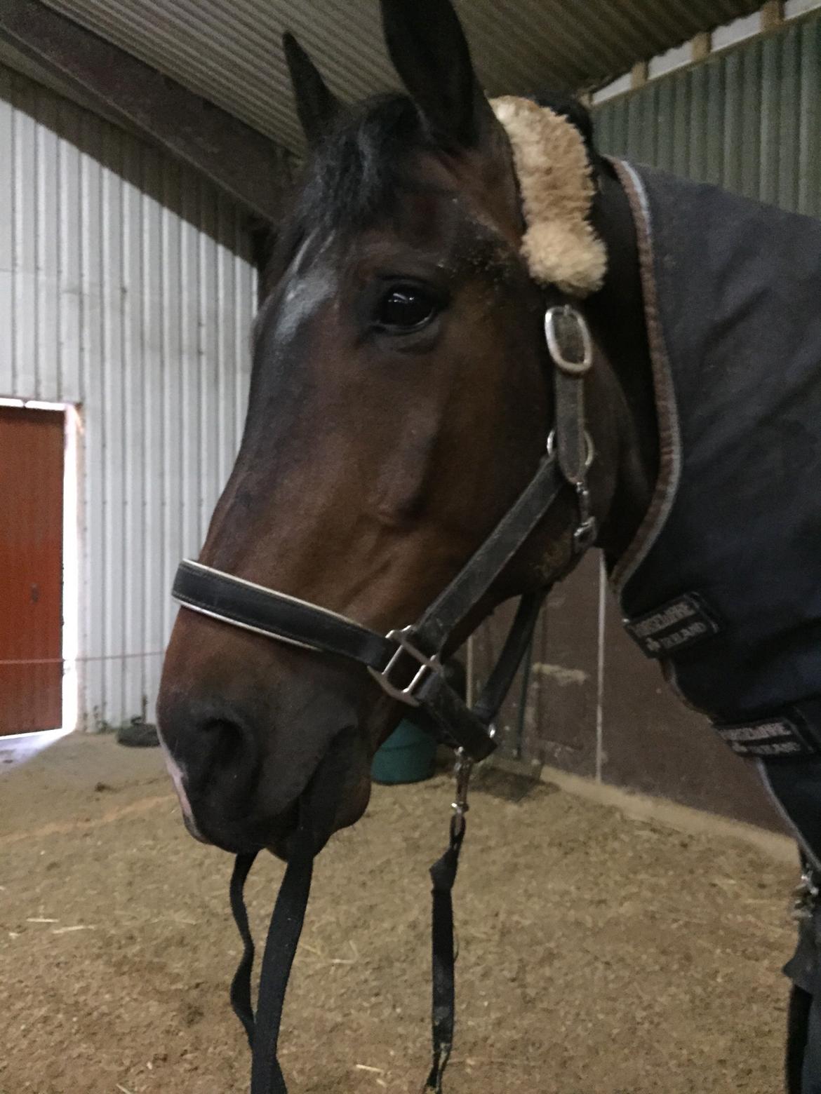 Dansk Varmblod Pyrus R.I.P <3 billede 1