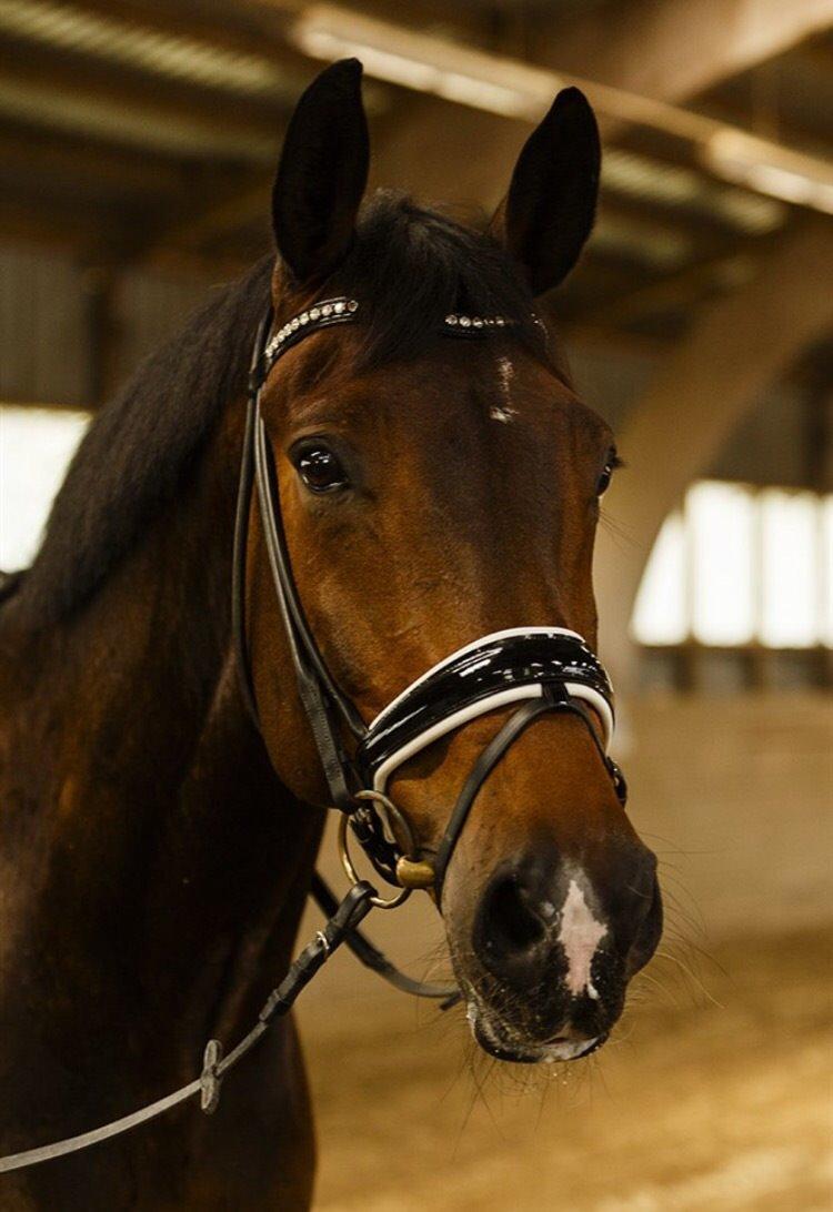 Dansk Varmblod Pyrus R.I.P <3 billede 3