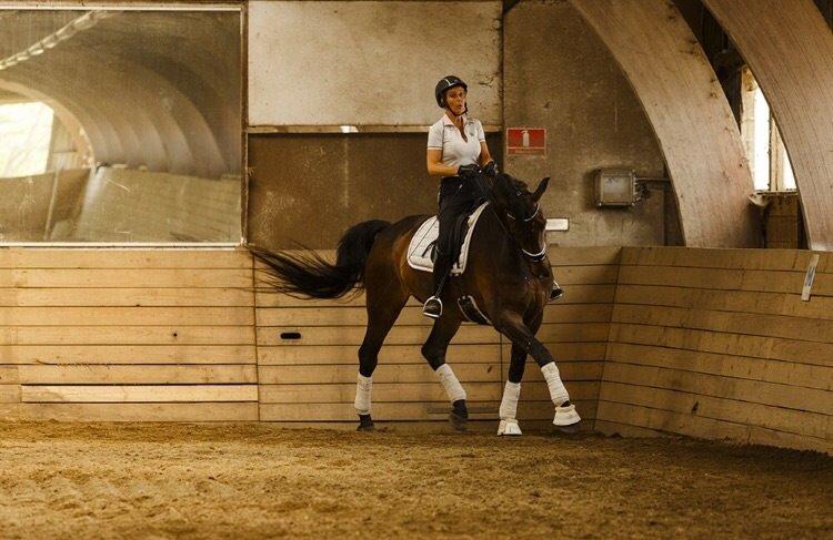 Dansk Varmblod Pyrus R.I.P <3 billede 5