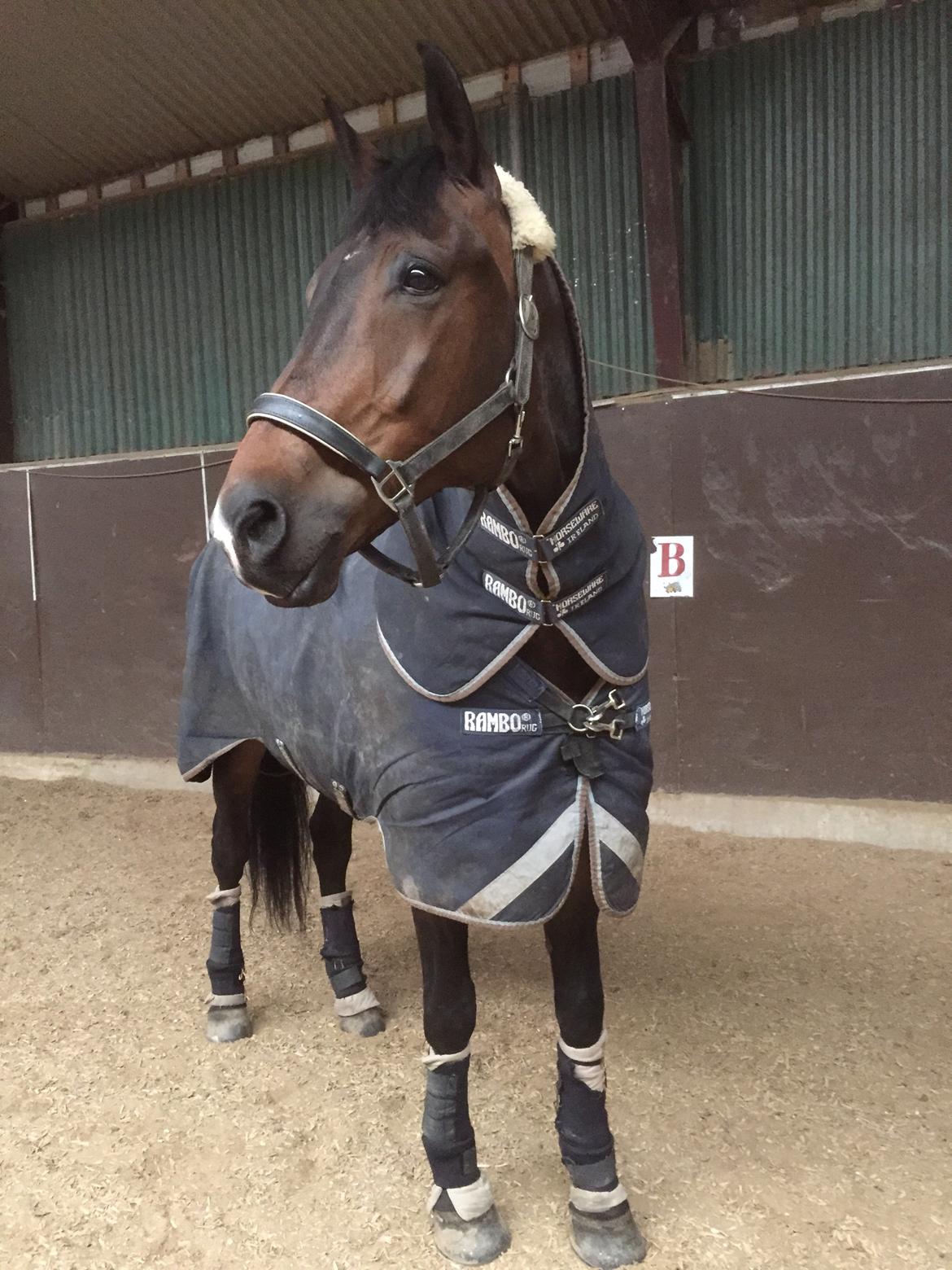 Dansk Varmblod Pyrus R.I.P <3 billede 6