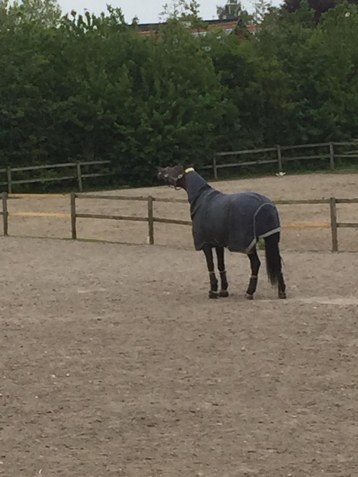 Dansk Varmblod Pyrus R.I.P <3 billede 7