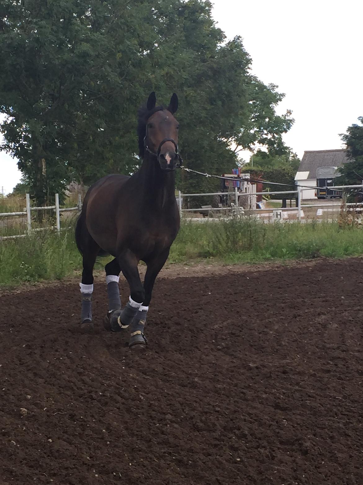 Dansk Varmblod Pyrus R.I.P <3 billede 8