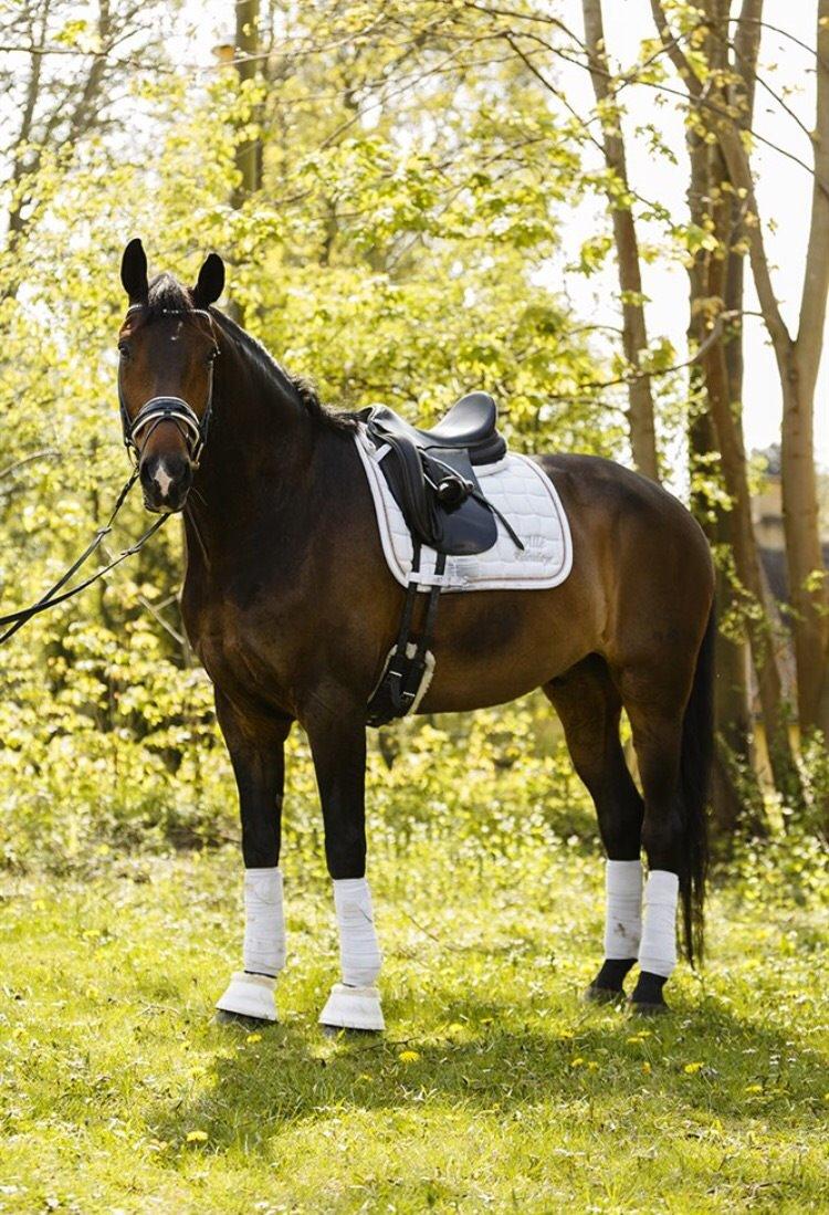 Dansk Varmblod Pyrus R.I.P <3 billede 4