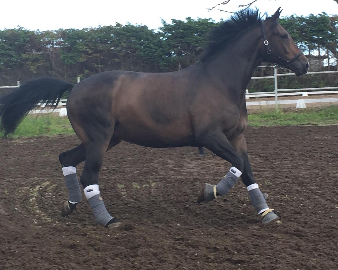 Dansk Varmblod Pyrus R.I.P <3 billede 10