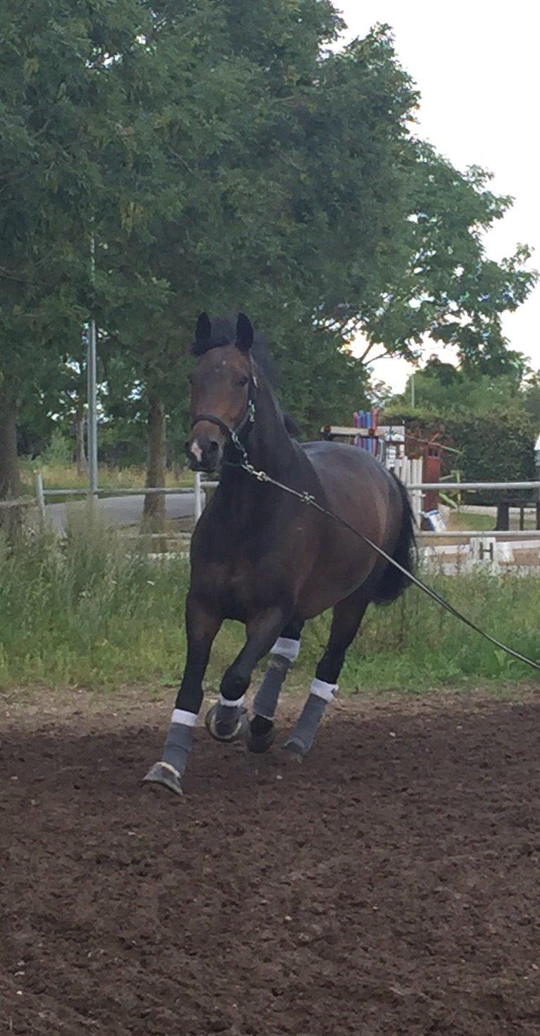 Dansk Varmblod Pyrus R.I.P <3 billede 9
