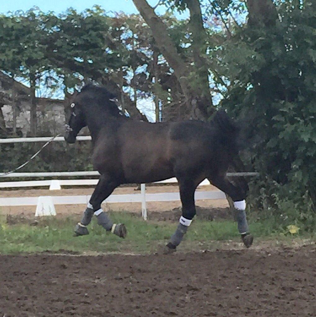 Dansk Varmblod Pyrus R.I.P <3 billede 12