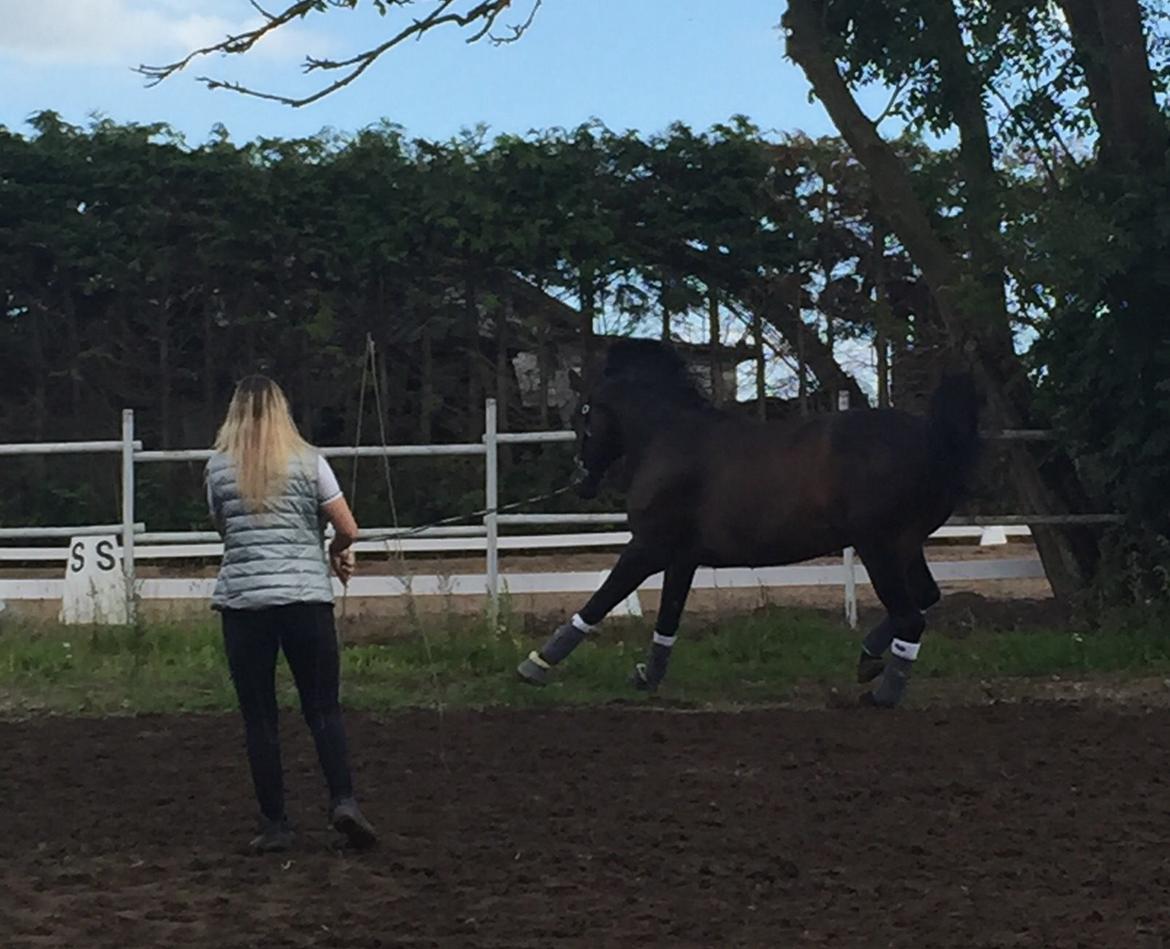 Dansk Varmblod Pyrus R.I.P <3 billede 13