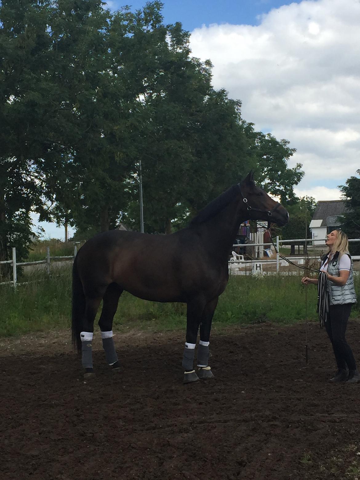 Dansk Varmblod Pyrus R.I.P <3 billede 14