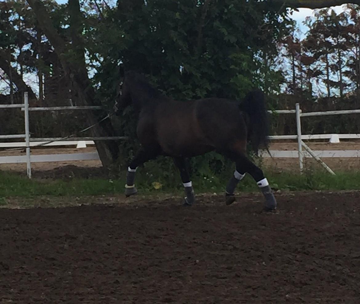 Dansk Varmblod Pyrus R.I.P <3 billede 11