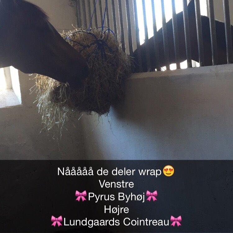 Dansk Varmblod Pyrus R.I.P <3 billede 15