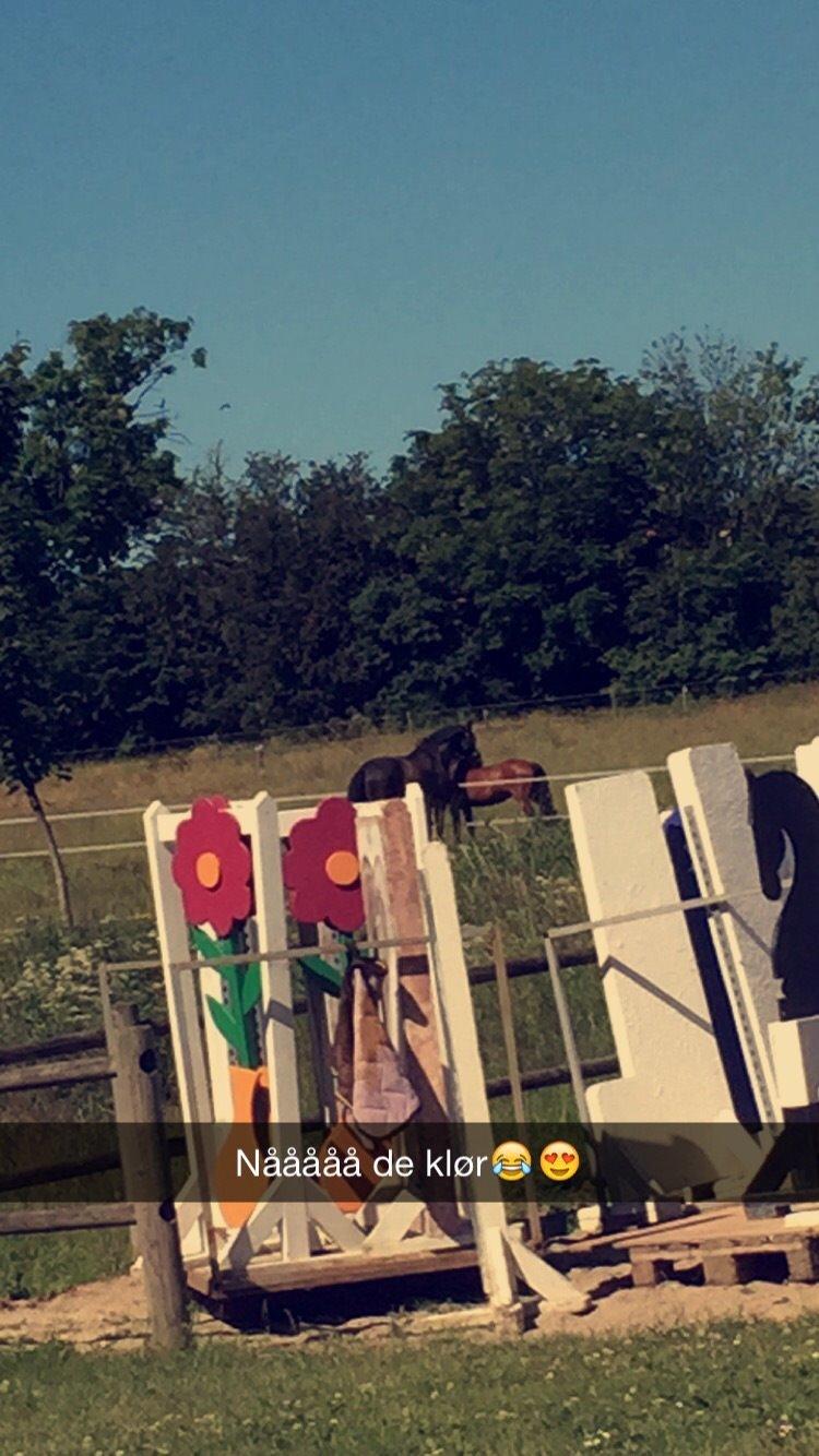 Dansk Varmblod Pyrus R.I.P <3 billede 16