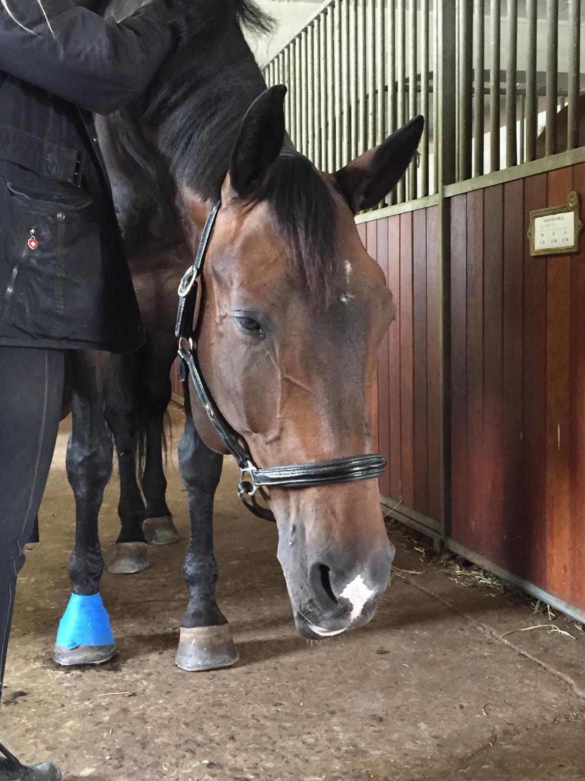 Dansk Varmblod Pyrus R.I.P <3 billede 19