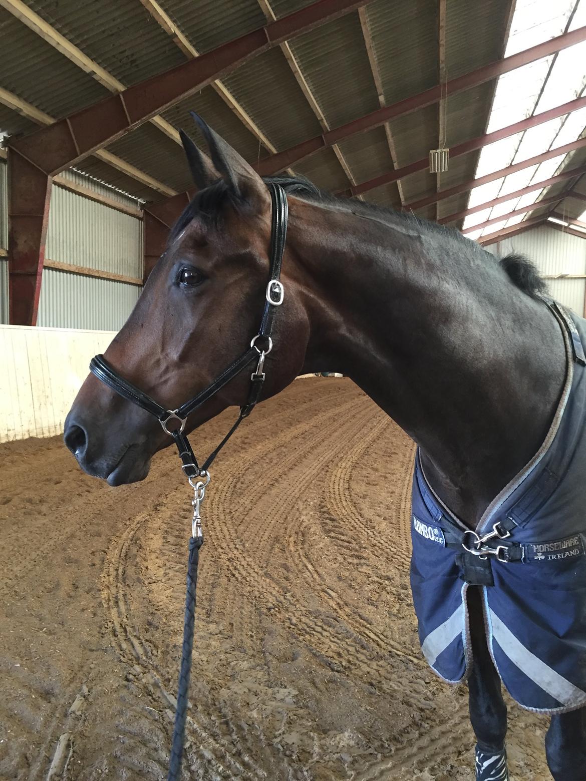 Dansk Varmblod Pyrus R.I.P <3 billede 20