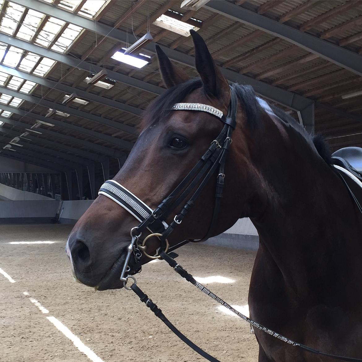 Dansk Varmblod Pyrus R.I.P <3 billede 18