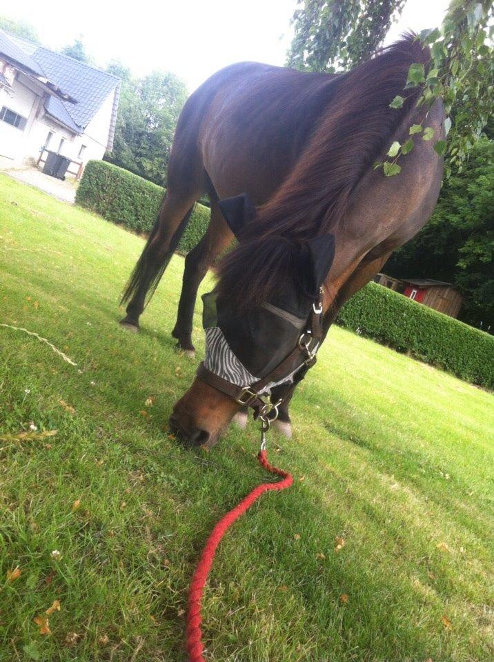 Islænder Vigdis  | tdl. Part | - vi græsser efter en god ridetime billede 17