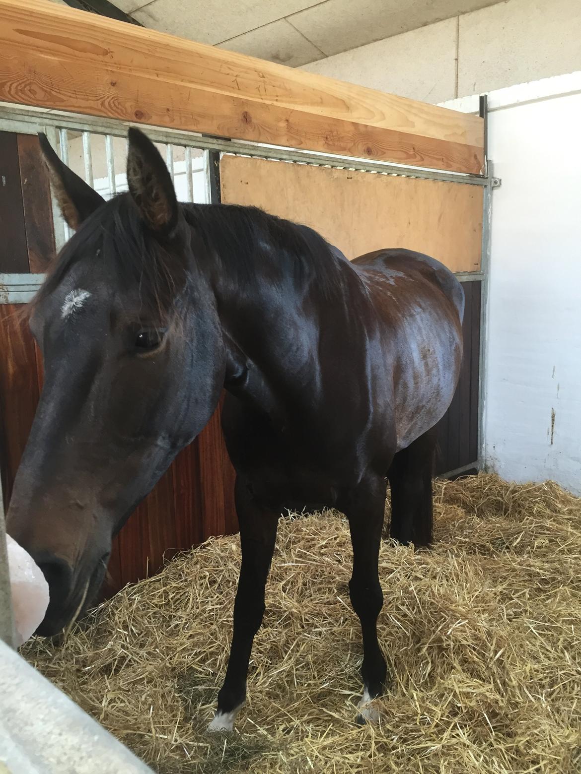 Dansk Varmblod Kokkedals Madeline billede 1