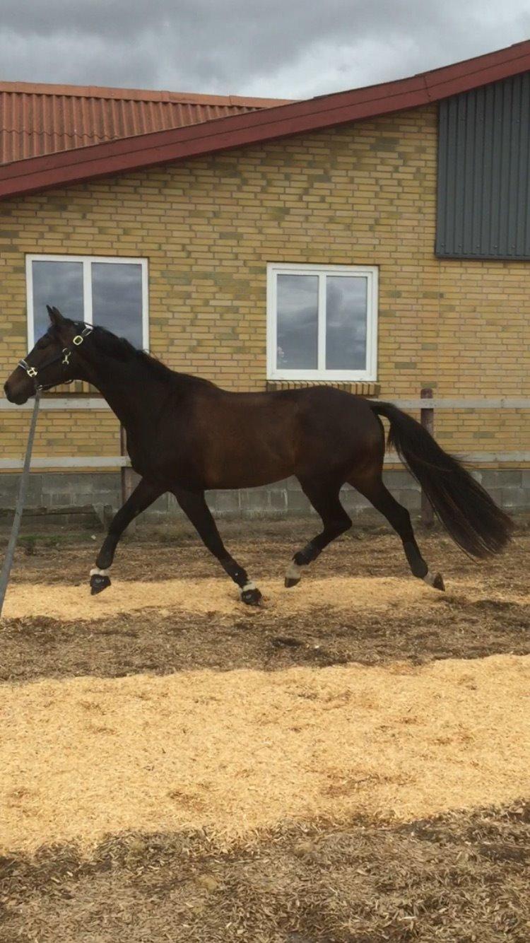 Dansk Varmblod Kokkedals Madeline billede 2