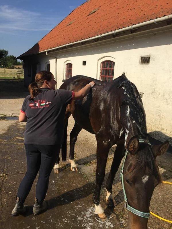 Dansk Varmblod Kokkedals Madeline billede 3