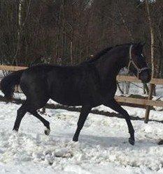 Dansk Varmblod senzation billede 9