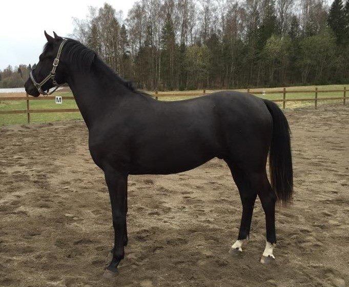 Dansk Varmblod senzation billede 10