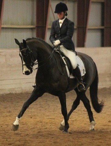 Dansk Varmblod senzation billede 12