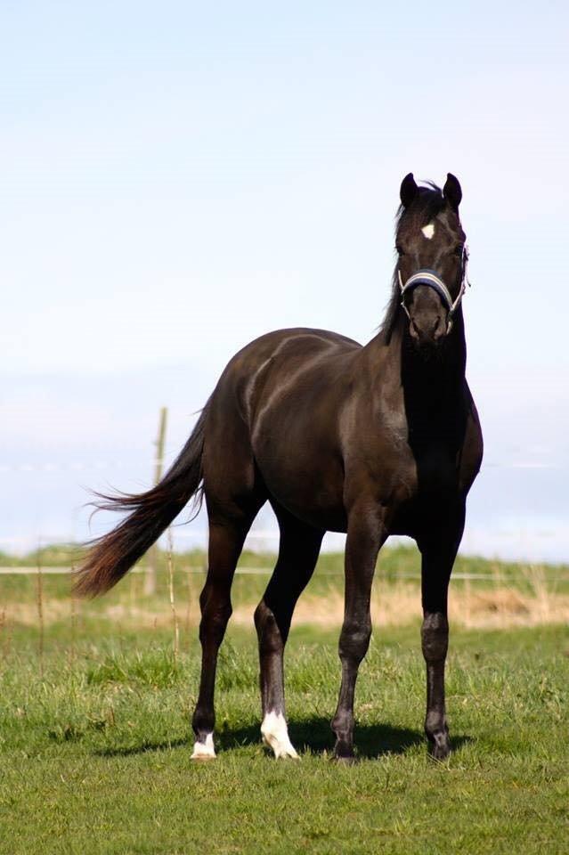 Dansk Varmblod senzation billede 11