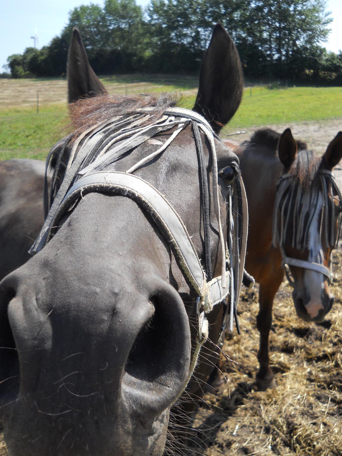 Oldenborg Møllestedets Highlight HIMMELHEST billede 12