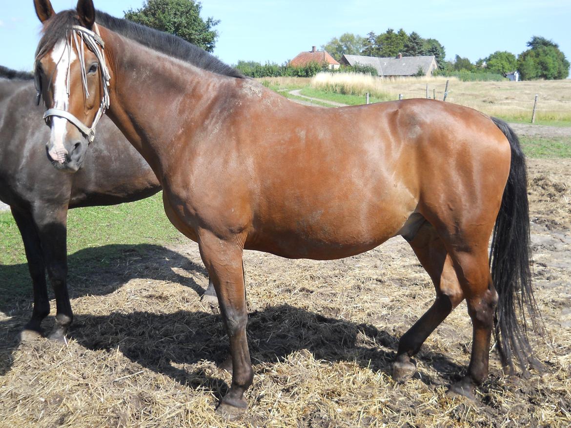 Oldenborg Møllestedets Highlight HIMMELHEST billede 14