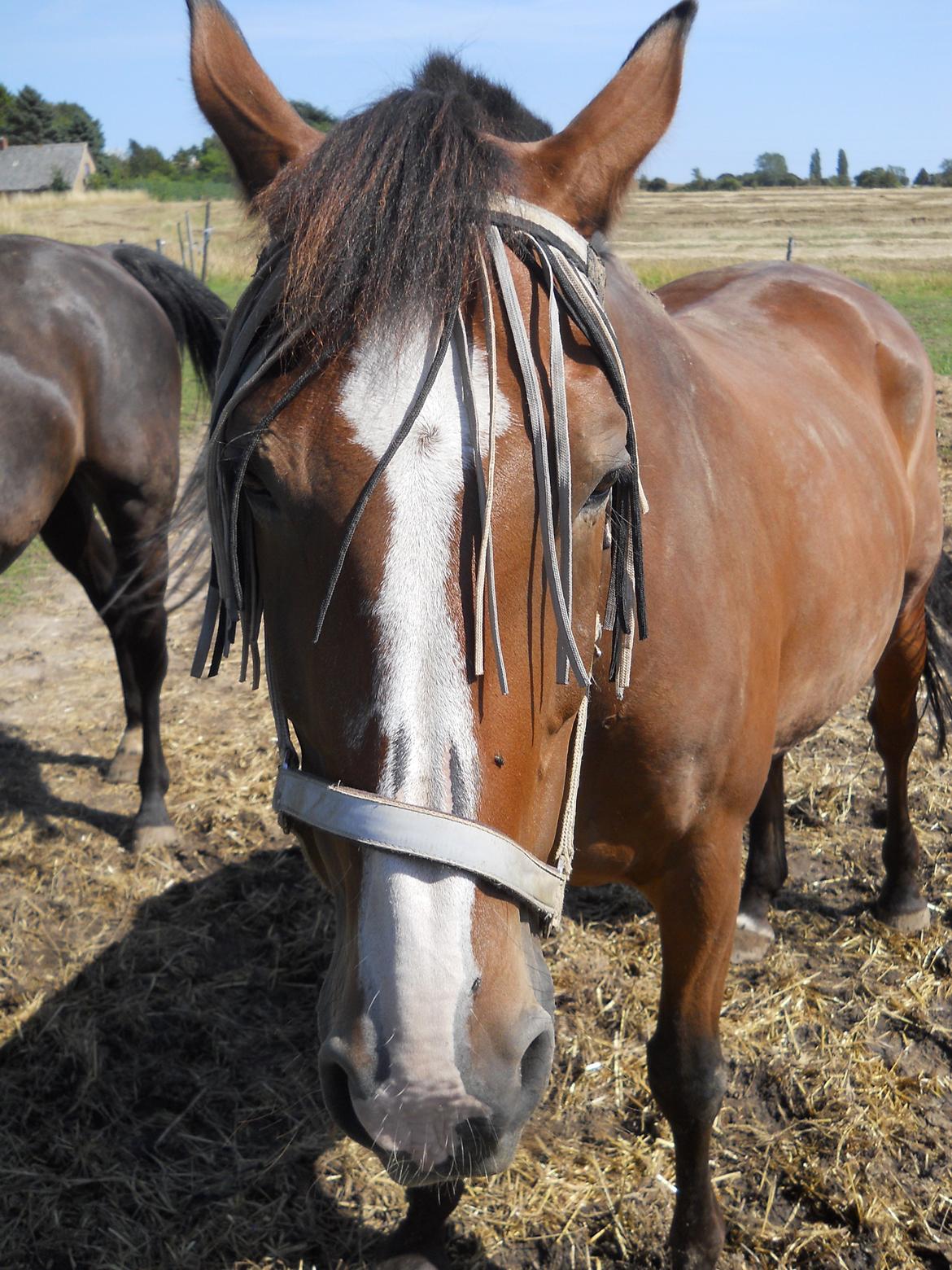 Oldenborg Møllestedets Highlight HIMMELHEST billede 15