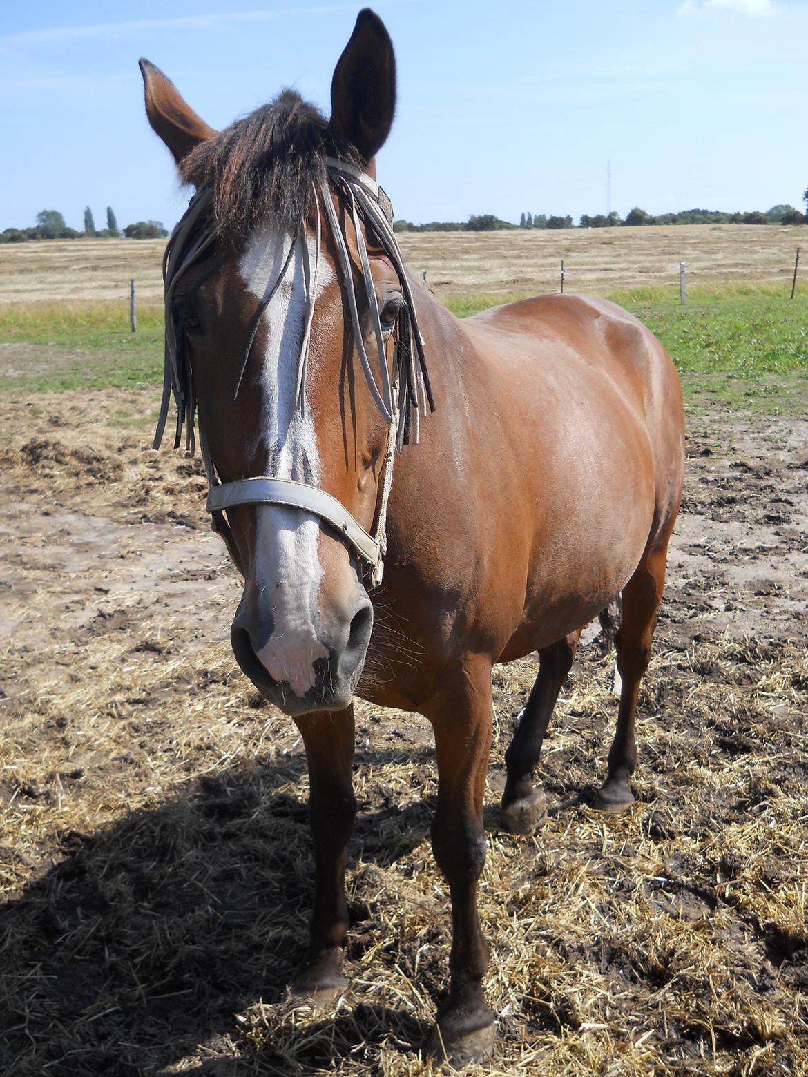 Oldenborg Møllestedets Highlight HIMMELHEST billede 13