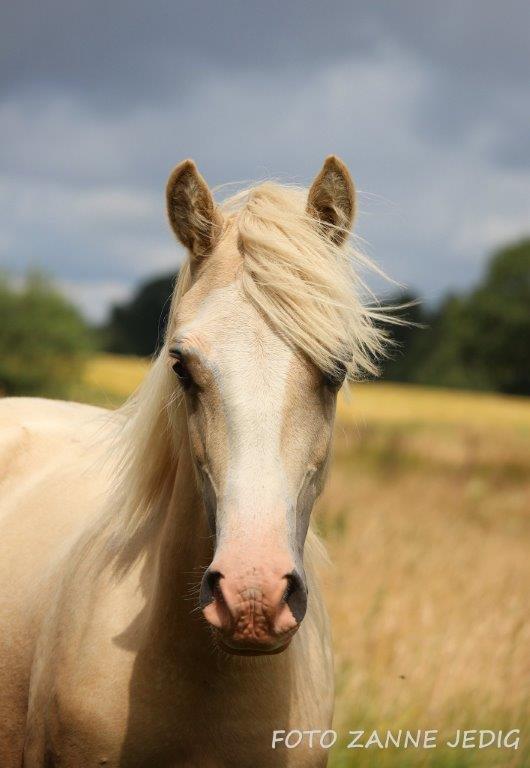 Welsh Cob (sec D) MELANDERS WILL TURNER *Avlshingst* - 29 Juli =) billede 5