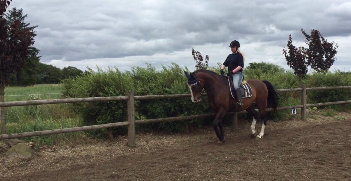 Oldenborg Saxo aka Grisen - Undervisning på ridelejr 2015 billede 8