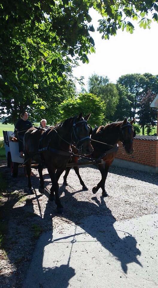 Oldenborg Loke Søndergård billede 26