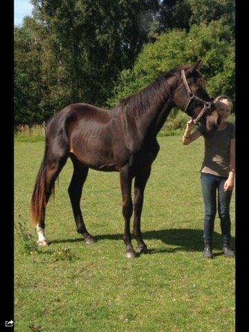 Dansk Varmblod Maison billede 2