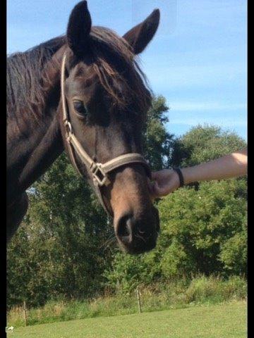 Dansk Varmblod Maison billede 1