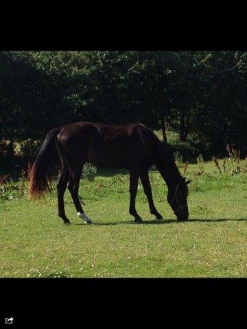 Dansk Varmblod Maison billede 3