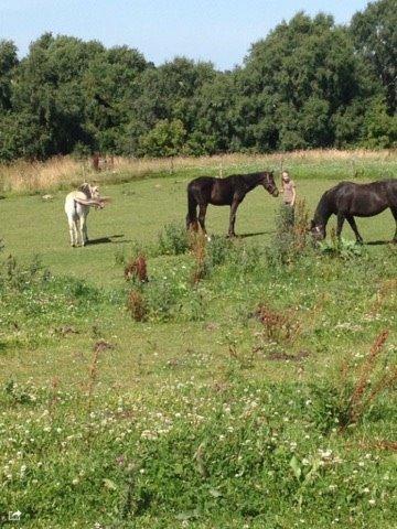 Dansk Varmblod Maison billede 4