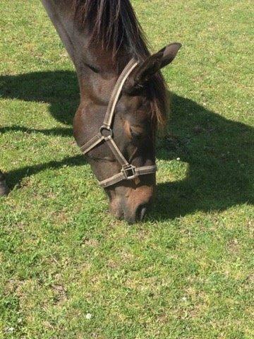 Dansk Varmblod Maison billede 5