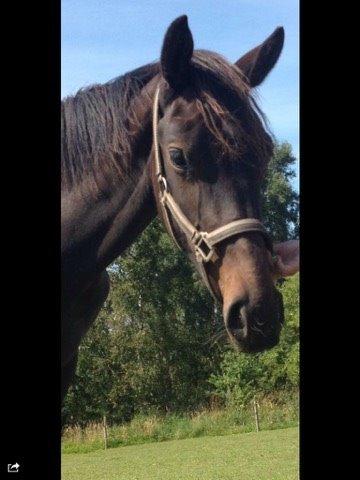 Dansk Varmblod Maison billede 6