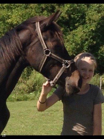 Dansk Varmblod Maison billede 7