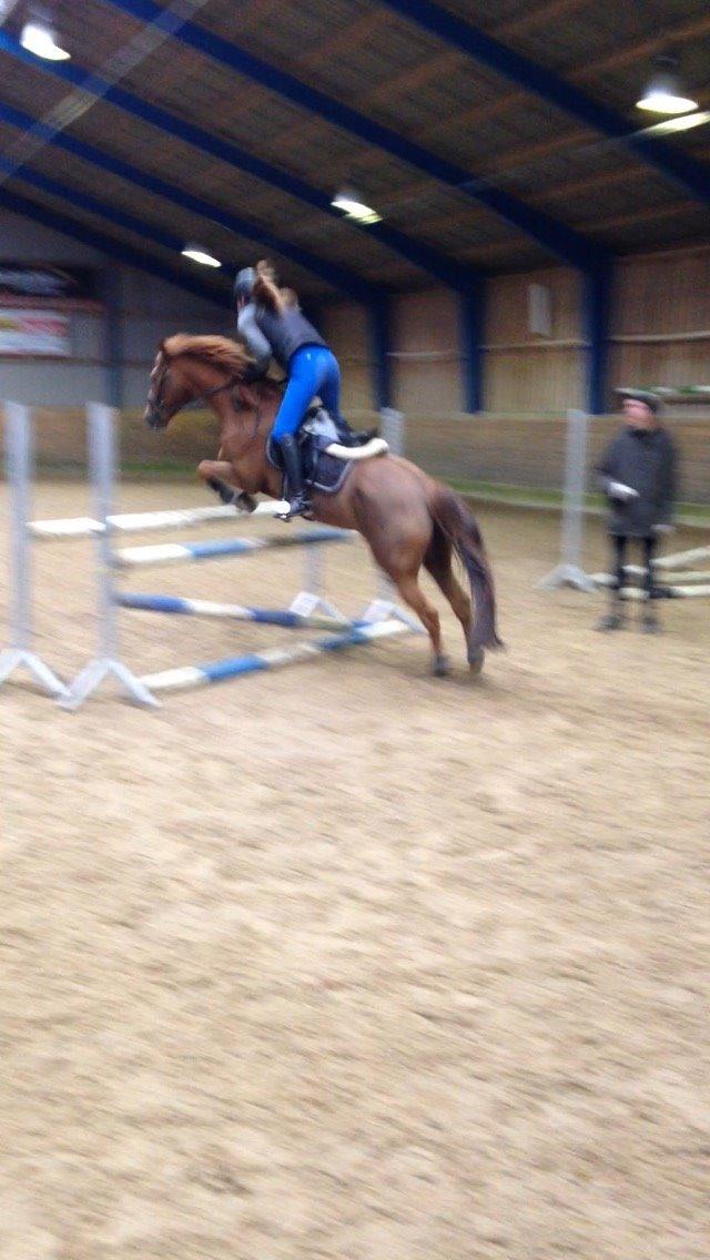 Tysk Sportspony Gizmo billede 16